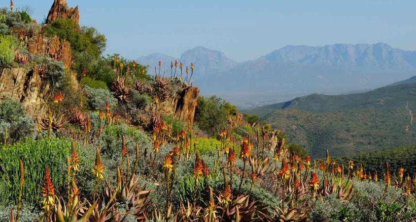 Karoo Desert National Botanical Garden, South Africa